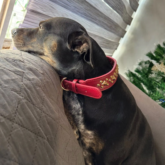 collier cuir chien pendant sieste